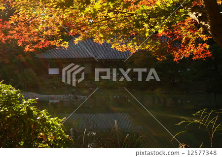 Autumn's Joruri Temple 12577348