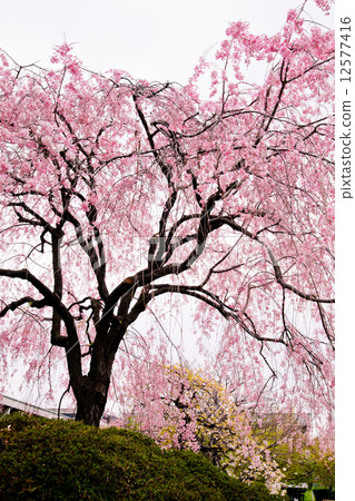 Drooping cherry tree Drooping cherry tree 12577416
