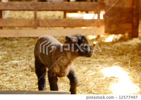 Sheep Sheep 12577497