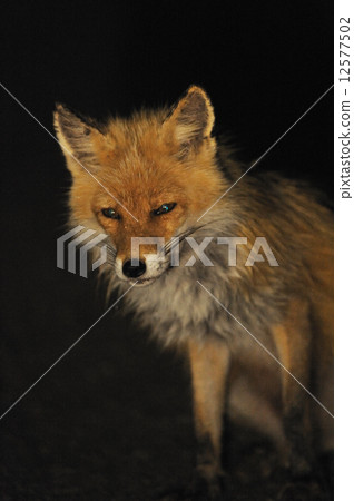 Kita fox Kita fox 12577502