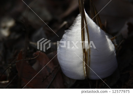 Simovassilla 12577975