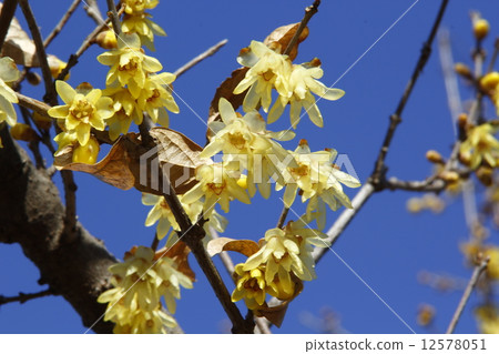 Rowey Rowey 12578051