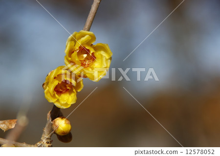 Rowey Rowey 12578052