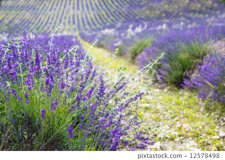 Lavender fields near Valensole in Provence, France. 12578498