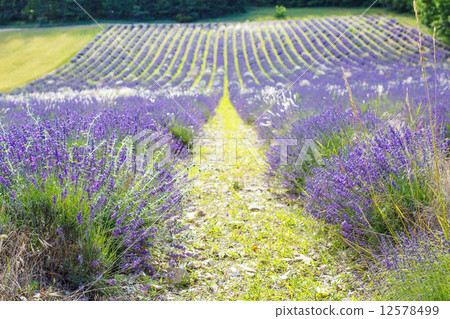 Lavender fields near Valensole in Provence, France. 12578499