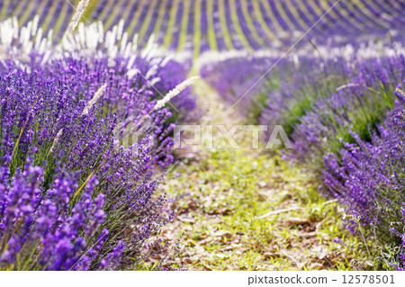 Lavender fields near Valensole in Provence, France. 12578501