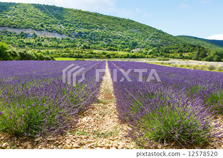 Lavender fields near Valensole in Provence, France. 12578520