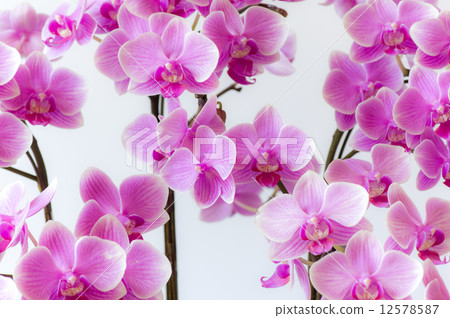 Midi's butterfly orchid / candy Midi's butterfly orchid / candy 12578587