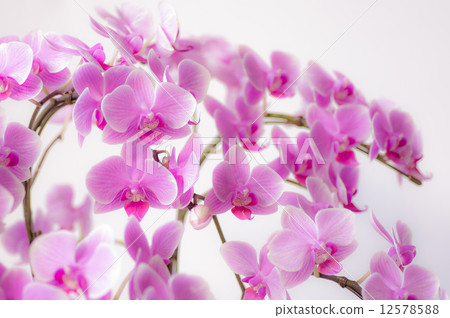 Midi's butterfly orchid / candy 12578588