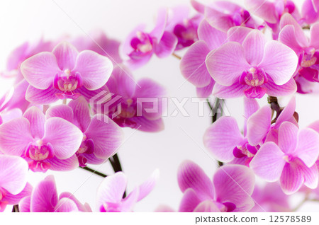 Midi's butterfly orchid / candy 12578589