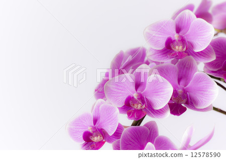 Midi's butterfly orchid / candy Midi's butterfly orchid / candy 12578590