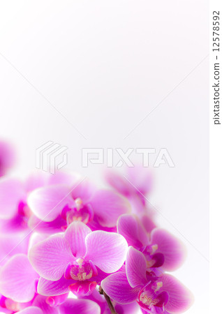 Midi的蝴蝶蘭/糖果 Midi的蝴蝶蘭/糖果 12578592