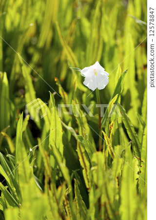white orchid white orchid 12578847