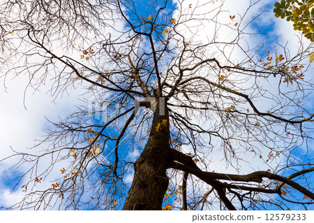 tree with yellow autumn leave tree with yellow autumn leave 12579233