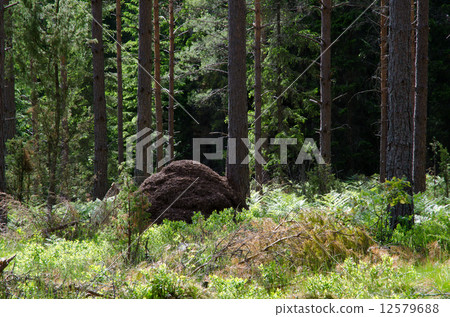Ant hill 12579688