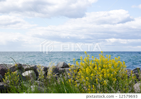 Rape plant at coast 12579693