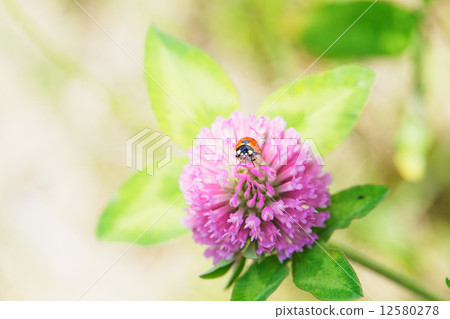 A pandoral red clover with a ladybird 12580278