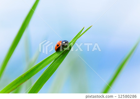 Stranger in the grass of Kawahara 12580286