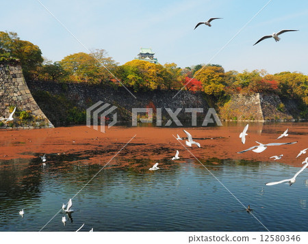 秋葉的大阪城堡公園 秋葉的大阪城堡公園 12580346
