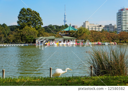 Daisagi在Shinobazu池塘和東京天空樹吃小魚 12580382