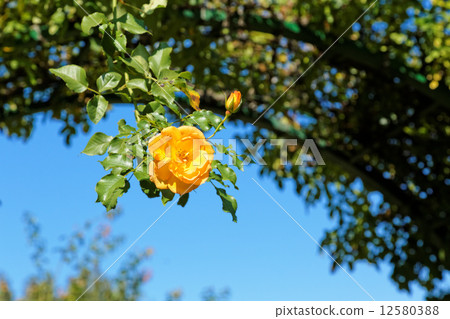 Yellow rose flower · Sahara '98 and blue sky 12580388