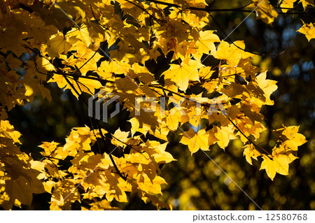 A yellow leaf itai maple 12580768