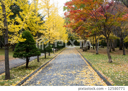 秋天的公園 12580771