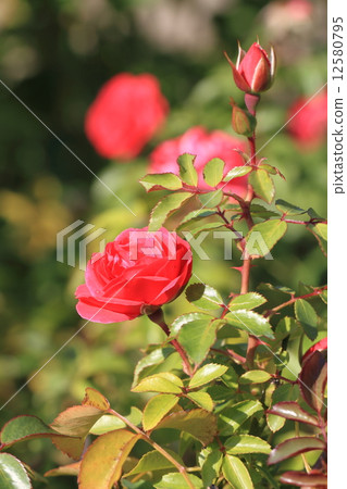 Red flower rose · Elbe Sean 12580795