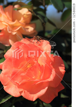 橙色玫瑰色花·蜻蜓在拉斯維加斯 橙色玫瑰色花·蜻蜓在拉斯維加斯 12580819