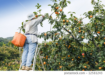 柿子柿子的收穫 12581243