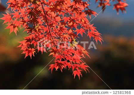 Momiji Momiji 12581368
