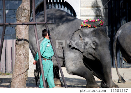 Indian elephant with flower decoration 12581387