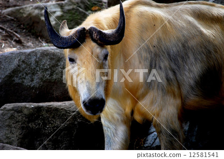 Golden Takin Golden Takin 12581541