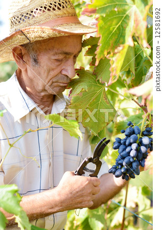 Senior vine-grower 12581692