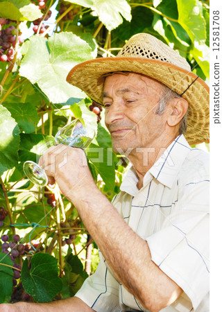 Senior viticulturist 12581708