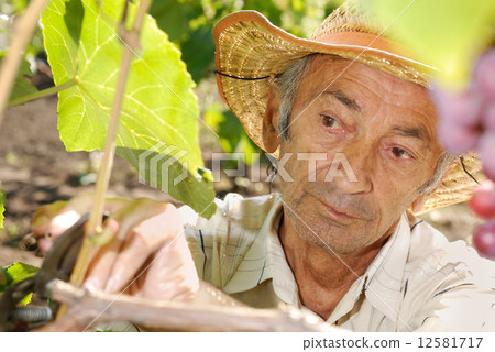 Senior viticulturist worker at vineyard 12581717