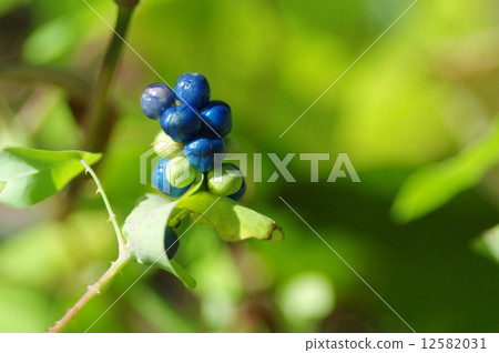 Fruit of Ishikawa Fruit of Ishikawa 12582031