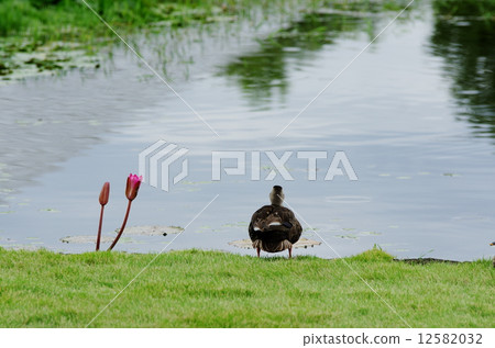 On the banks of the pond 12582032