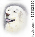 Golden retriever 12582320