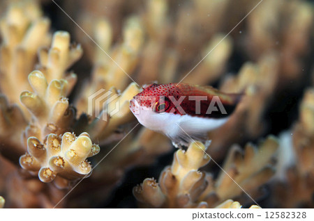 貢貝的寶貝 貢貝的寶貝 12582328