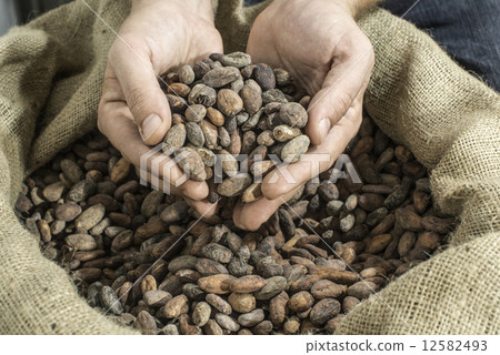 Hand holds cocoa beans 12582493
