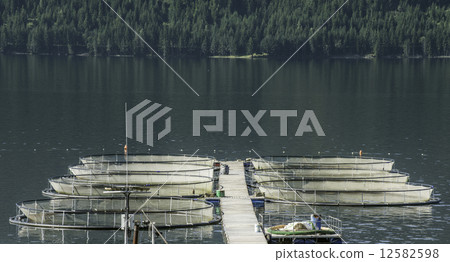 Cages for fish farming 12582598