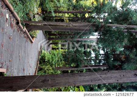 Northern Limited Cedars Northern Limited Cedars 12582677