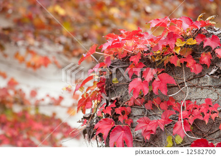 Autumn tinted ivy 12582700