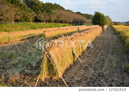 Rice drying 12582818
