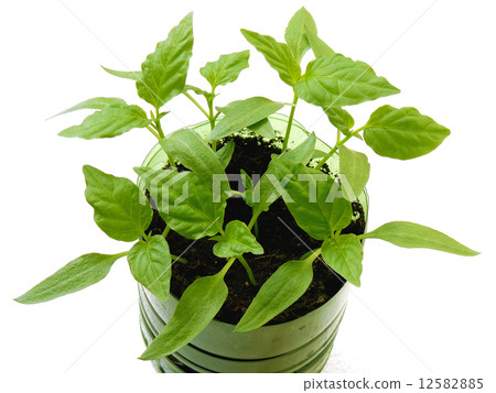 pepper seedlings 12582885