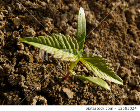 small seedling of ash-leaved maple 12583024