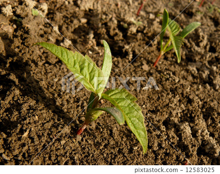 small seedlings of ash-leaved maple 12583025