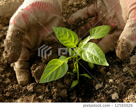 planting pepper seedlings planting pepper seedlings 12583026