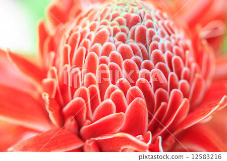 Etlingera Elatior or Red Torch Ginger Etlingera Elatior or Red Torch Ginger 12583216
